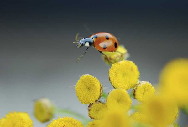 OR, Multnomah Co Ladybug on yellow tansy flower